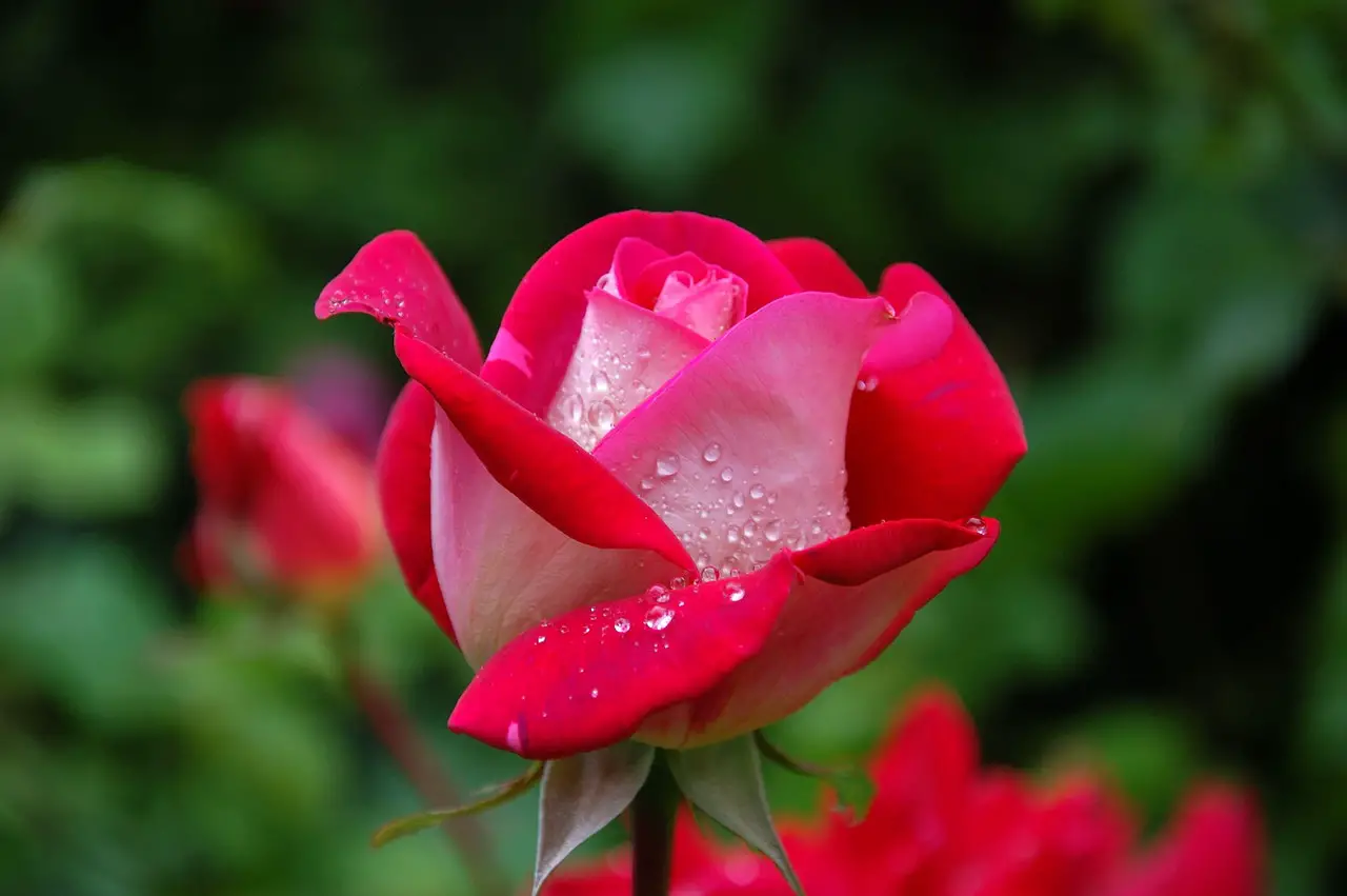 rose flower