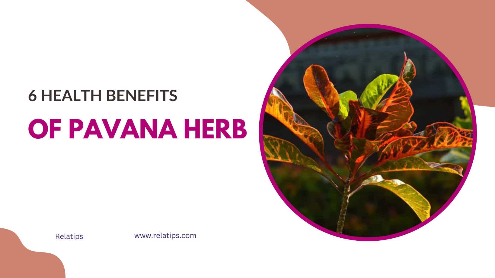 6 Health Benefits of Pavana Herb